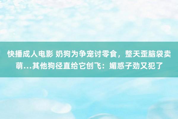 快播成人电影 奶狗为争宠讨零食，整天歪脑袋卖萌…其他狗径直给它创飞：媚惑子劲又犯了